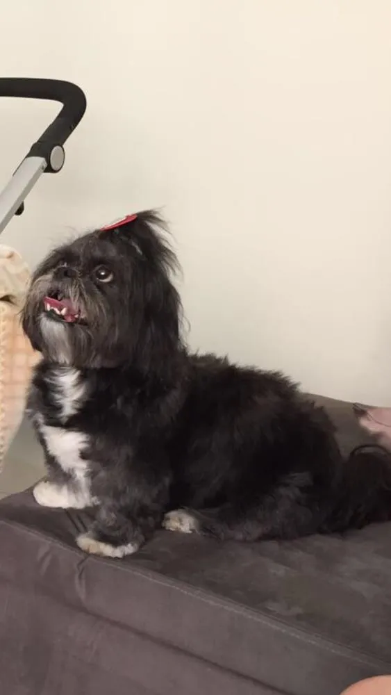 Cachorro ra a Lhasa apson idade 6 ou mais anos nome Gaya