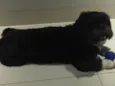 Gaya