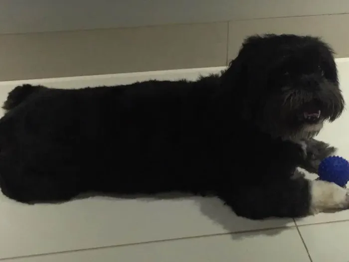 Cachorro ra a Lhasa apson idade 6 ou mais anos nome Gaya