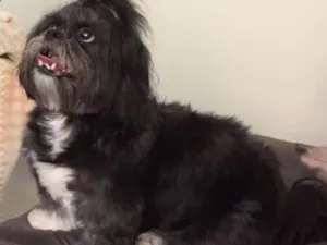 Cachorro raça Lhasa apson idade 6 ou mais anos nome Gaya