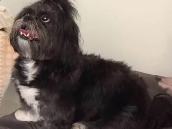 Cachorro ra a Lhasa apson idade 6 ou mais anos nome Gaya