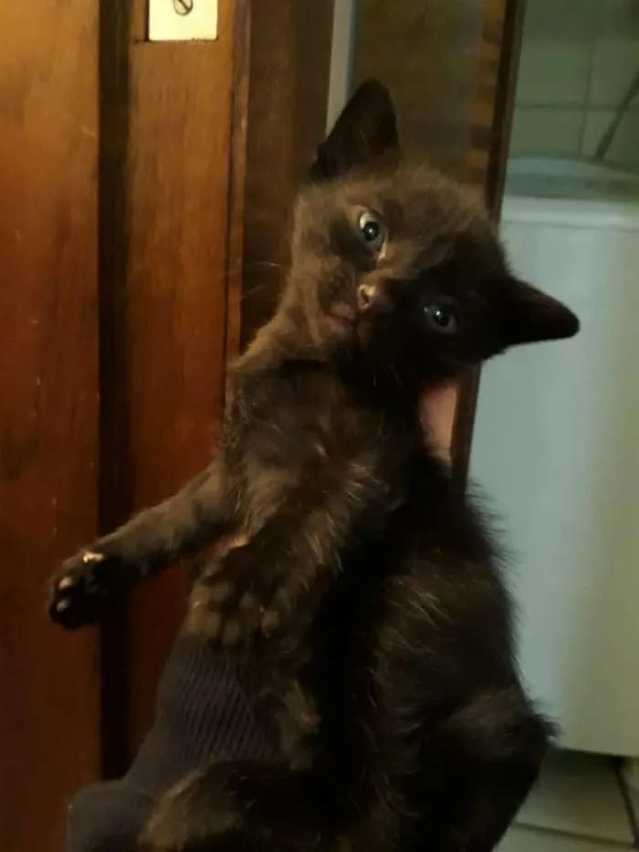 Gato ra a Indefinida idade Abaixo de 2 meses nome Sem nomes