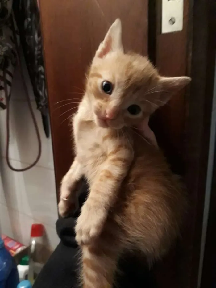 Gato ra a Indefinida idade Abaixo de 2 meses nome Sem nomes