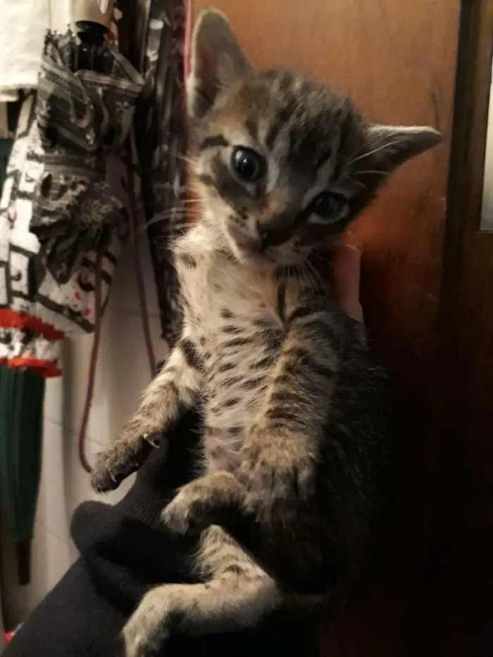 Gato ra a Indefinida idade Abaixo de 2 meses nome Sem nomes