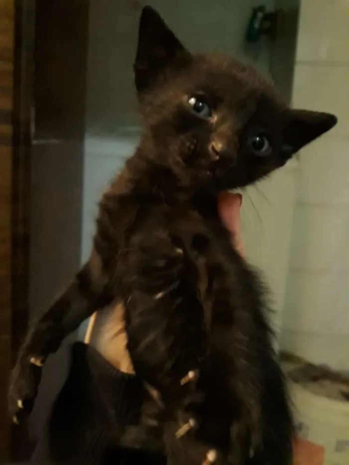 Gato ra a Indefinida idade Abaixo de 2 meses nome Sem nomes