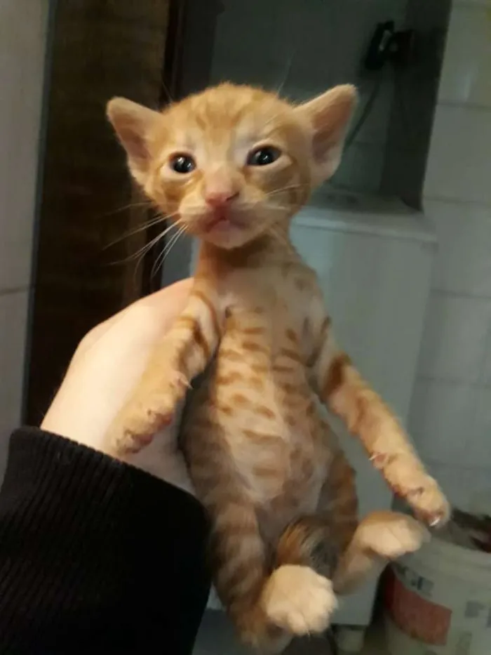 Gato ra a Indefinida idade Abaixo de 2 meses nome Sem nomes