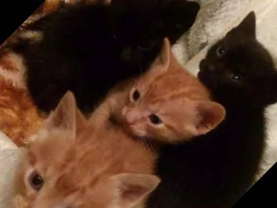 Gato ra a Indefinida idade Abaixo de 2 meses nome Sem nomes