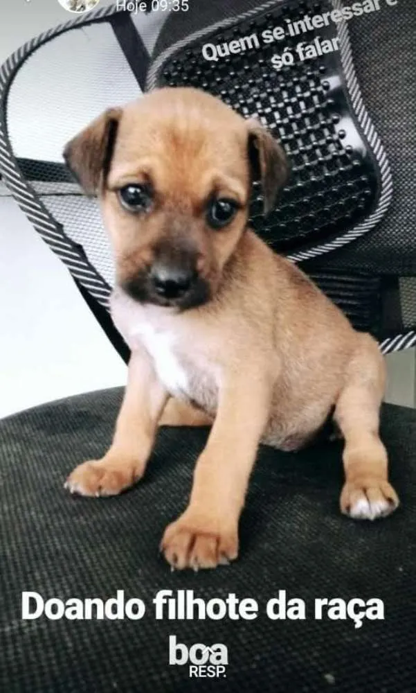 Cachorro ra a Viralata idade Abaixo de 2 meses nome Ainda não tem 