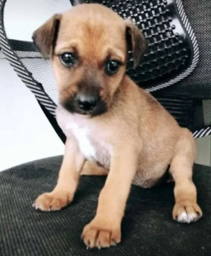 Cachorro ra a Viralata idade Abaixo de 2 meses nome Ainda não tem 