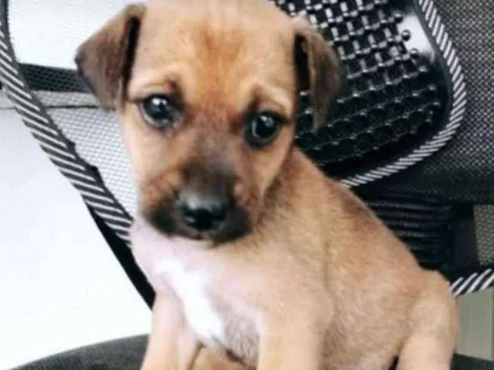 Cachorro ra a Viralata idade Abaixo de 2 meses nome Ainda não tem 