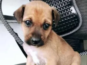 Cachorro raça Viralata idade Abaixo de 2 meses nome Ainda não tem 