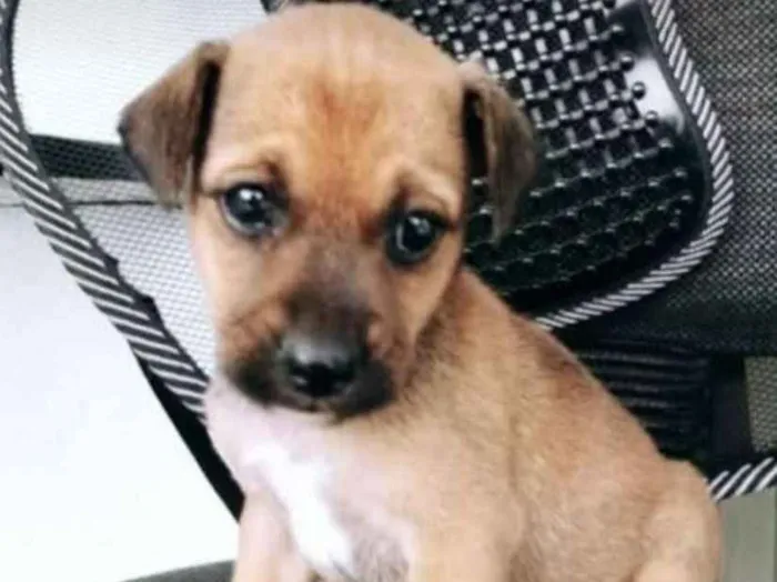 Cachorro ra a Viralata idade Abaixo de 2 meses nome Ainda não tem 