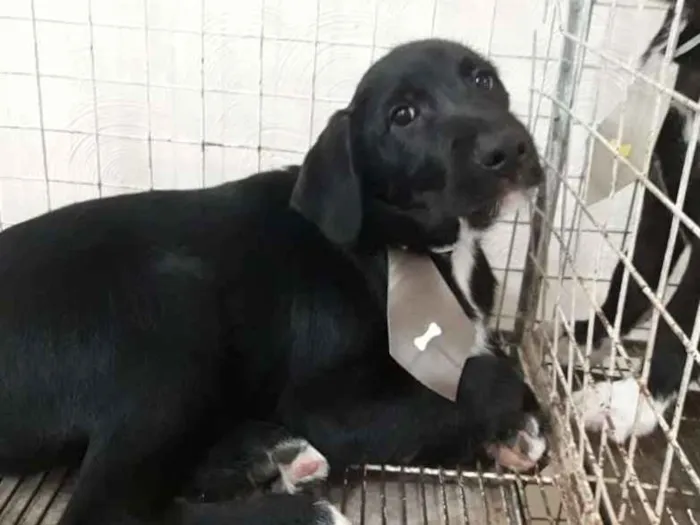 Cachorro ra a Srd idade 2 a 6 meses nome Filhotes