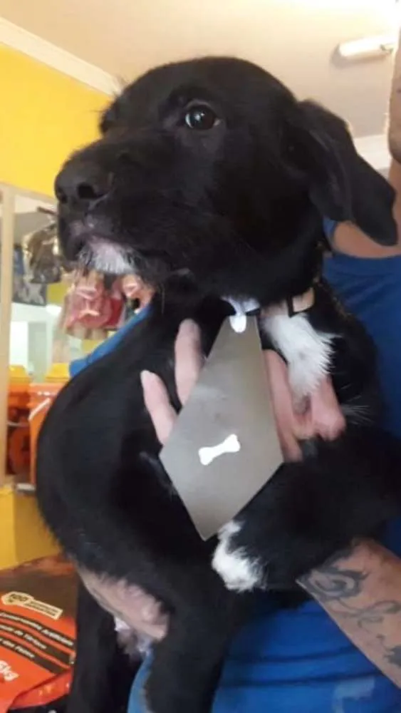 Cachorro ra a Srd idade 2 a 6 meses nome Filhotes