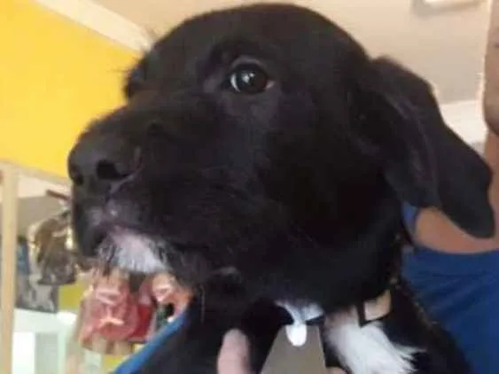 Cachorro ra a Srd idade 2 a 6 meses nome Filhotes