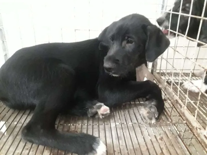 Cachorro ra a Srd idade 2 a 6 meses nome Filhotes