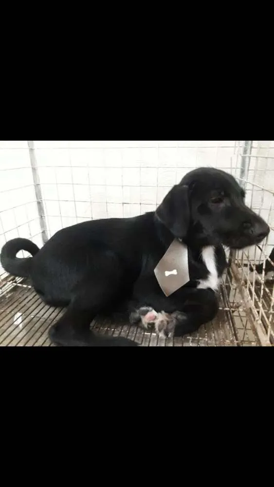 Cachorro ra a Srd idade 2 a 6 meses nome Filhotes