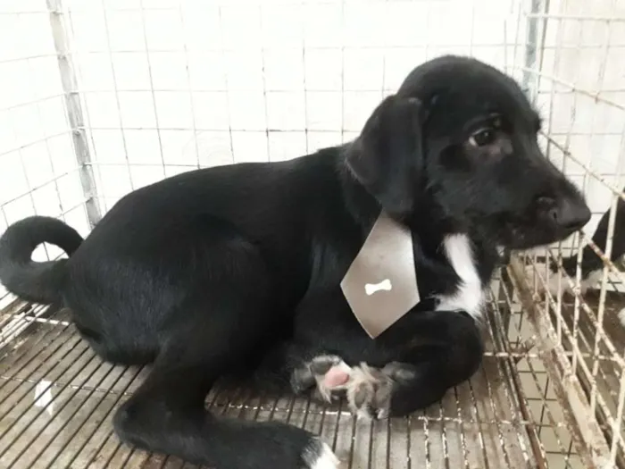 Cachorro ra a Srd idade 2 a 6 meses nome Filhotes