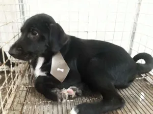 Cachorro raça Srd idade 2 a 6 meses nome Filhotes