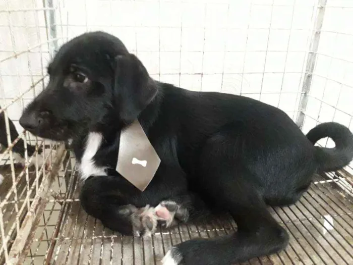Cachorro ra a Srd idade 2 a 6 meses nome Filhotes