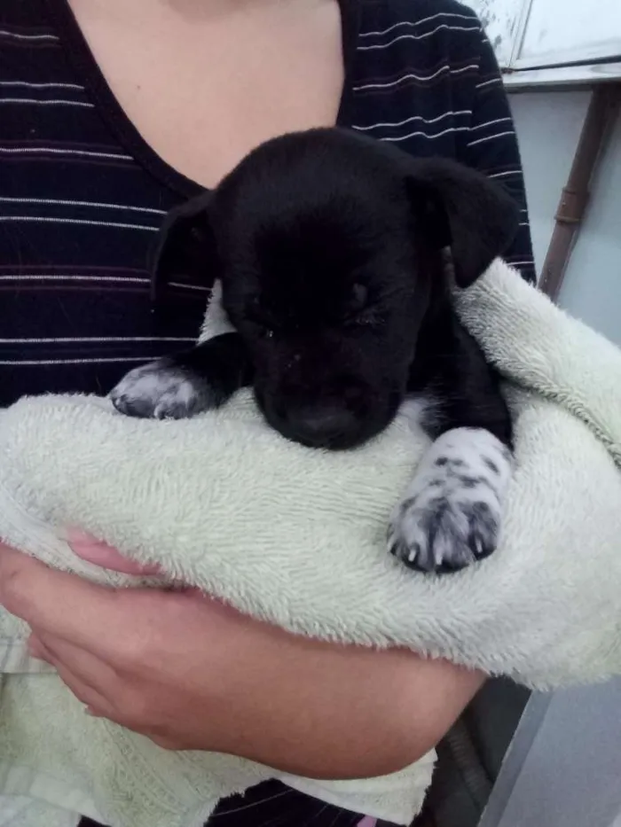 Cachorro ra a Viralata idade Abaixo de 2 meses nome Neguinho 