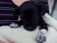 Neguinho 
