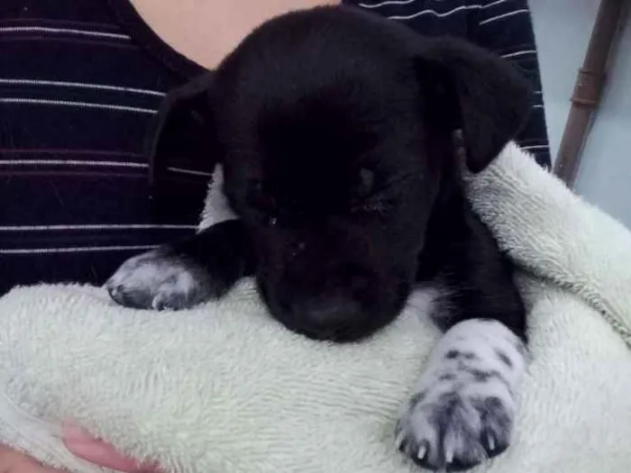 Cachorro ra a Viralata idade Abaixo de 2 meses nome Neguinho 