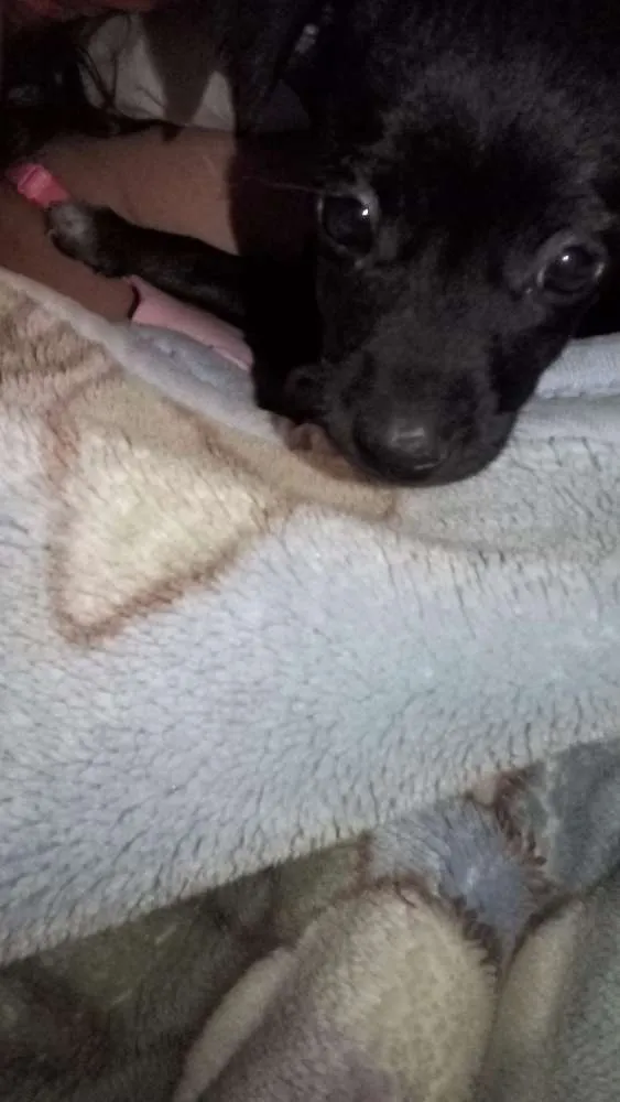 Cachorro ra a Viralata idade Abaixo de 2 meses nome Neguinho 