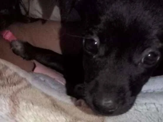 Cachorro ra a Viralata idade Abaixo de 2 meses nome Neguinho 