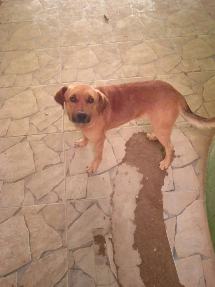 Cachorro ra a Vira lata idade 3 anos nome Magrelo