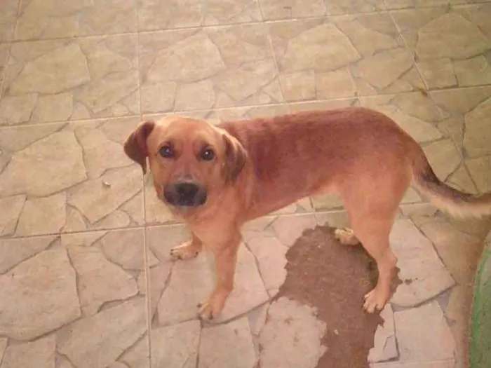 Cachorro ra a Vira lata idade 3 anos nome Magrelo