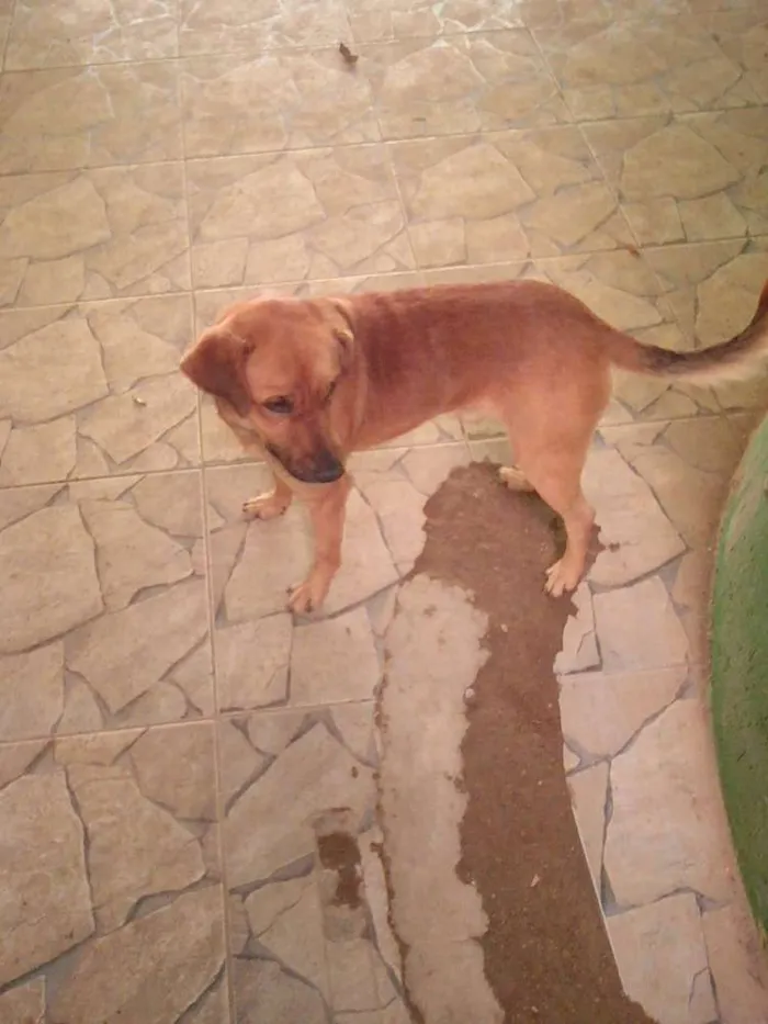 Cachorro ra a Vira lata idade 3 anos nome Magrelo