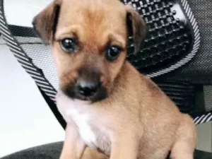 Cachorro raça Viralata idade Abaixo de 2 meses nome Ainda não tem 