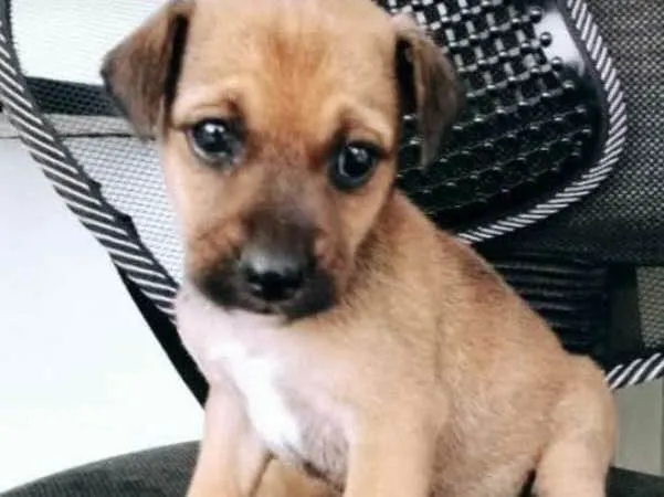 Cachorro ra a Viralata idade Abaixo de 2 meses nome Ainda não tem 