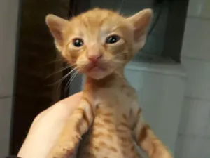 Gato raça Indefinida idade Abaixo de 2 meses nome Sem nomes