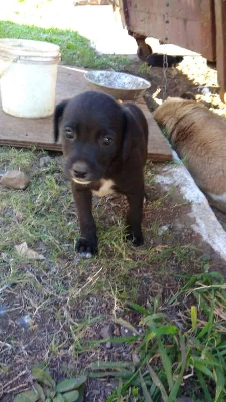 Cachorro ra a Cachorros de rua idade 2 a 6 meses nome Pedente