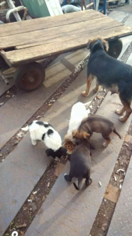 Cachorro ra a Cachorros de rua idade 2 a 6 meses nome Pedente