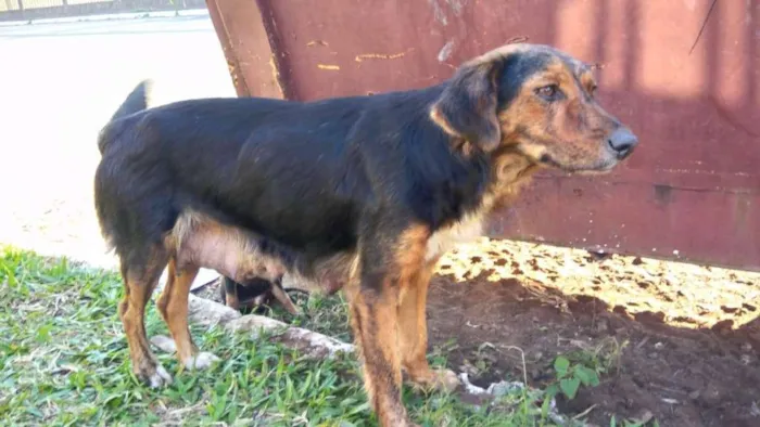 Cachorro ra a Cachorros de rua idade 2 a 6 meses nome Pedente