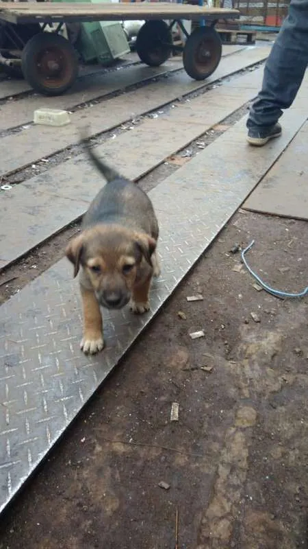 Cachorro ra a Cachorros de rua idade 2 a 6 meses nome Pedente