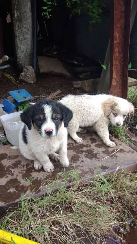 Cachorro ra a Cachorros de rua idade 2 a 6 meses nome Pedente