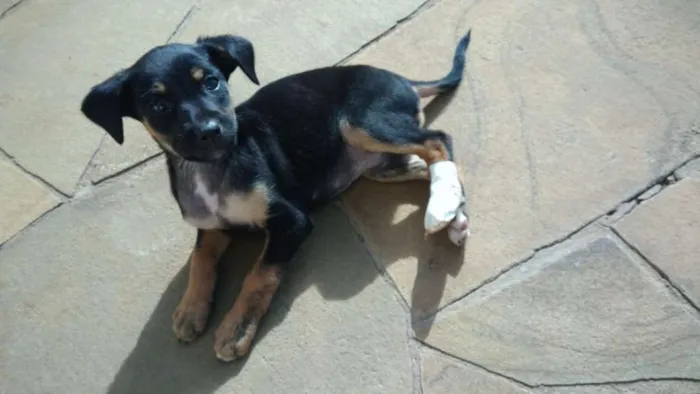 Cachorro ra a Cachorros de rua idade 2 a 6 meses nome Pedente