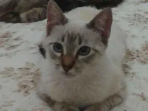 Gato raça SRD idade 3 anos nome Tonico