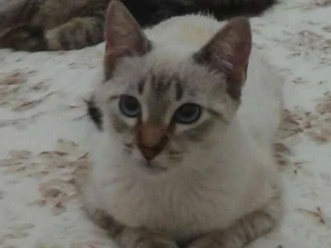Gato ra a SRD idade 3 anos nome Tonico