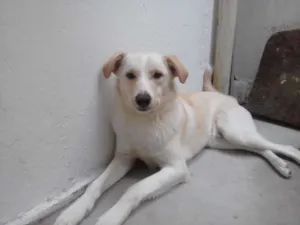 Cachorro raça rnd idade 2 anos nome Kuma