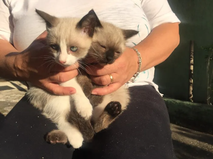 Gato ra a Vira lata idade 2 a 6 meses nome Não tem nome