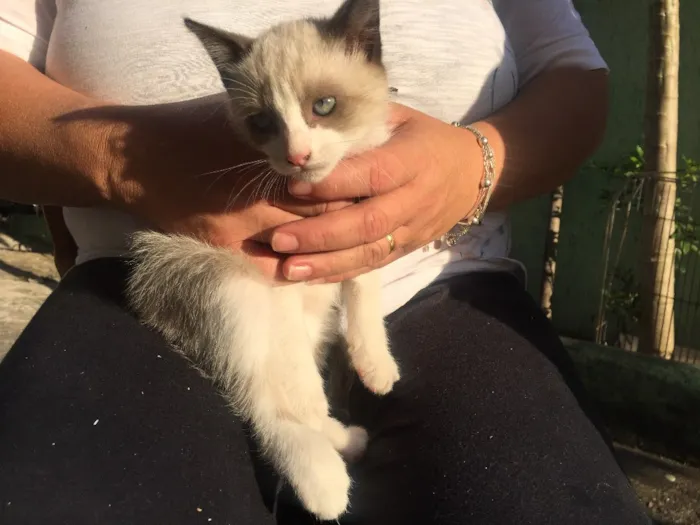 Gato ra a Vira lata idade 2 a 6 meses nome Não tem nome