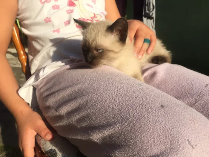 Gato ra a Vira lata idade 2 a 6 meses nome Não tem nome