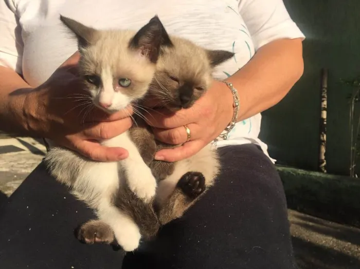 Gato ra a Vira lata idade 2 a 6 meses nome Não tem nome