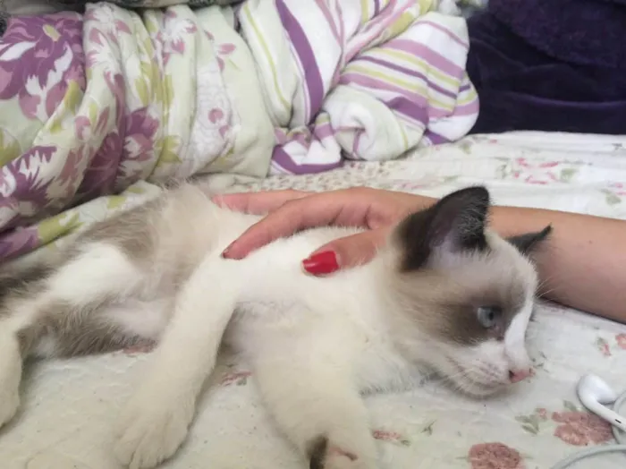 Gato ra a Vira lata idade 2 a 6 meses nome Não tem nome