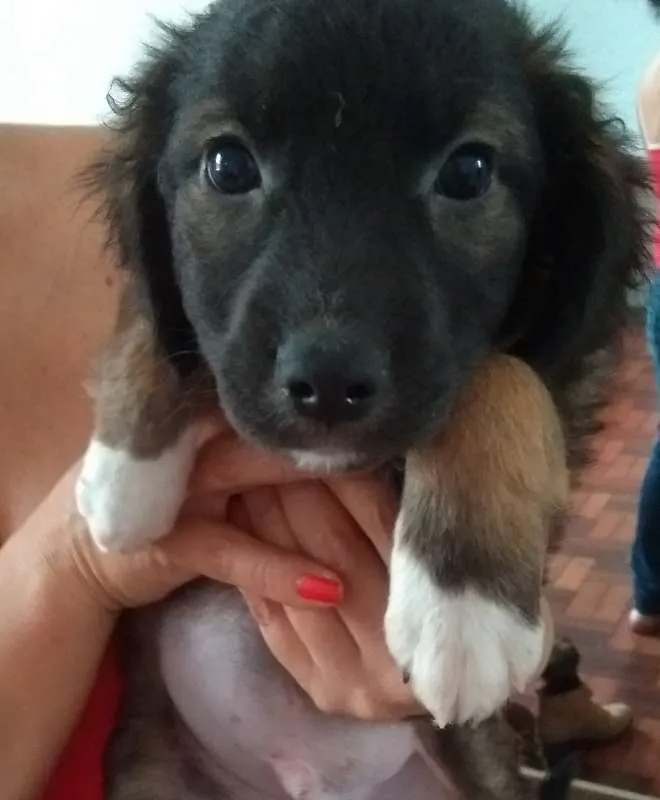 Cachorro ra a SRD idade 7 a 11 meses nome sem nome